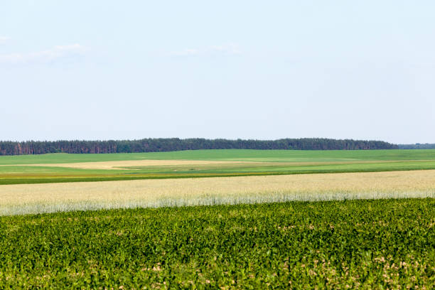 istock an agricultural field where cereals are grown 1337428021