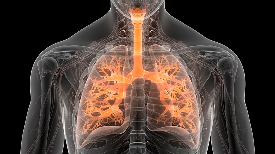 Anatomía pulmonar del sistema respiratorio humano photo