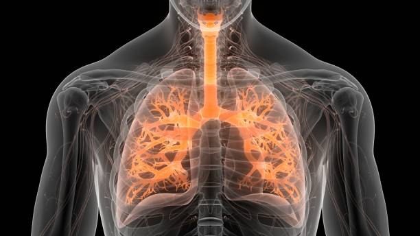 anatomía pulmonar del sistema respiratorio humano - human trachea fotografías e imágenes de stock