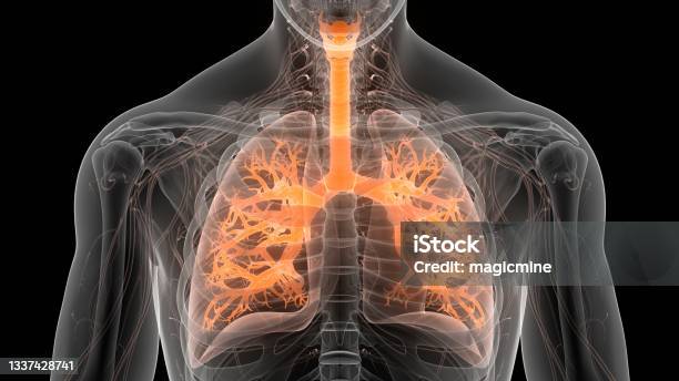 Human Respiratory System Lungs Anatomy Stock Photo - Download Image Now - Lung, Tuberculosis Bacterium, Asthmatic