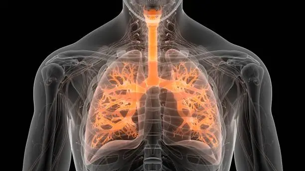 Photo of Human Respiratory System Lungs Anatomy