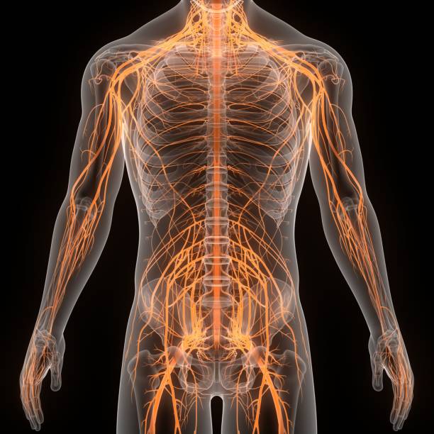 organe central de l’anatomie du cerveau du système nerveux humain - spinal nerve photos et images de collection