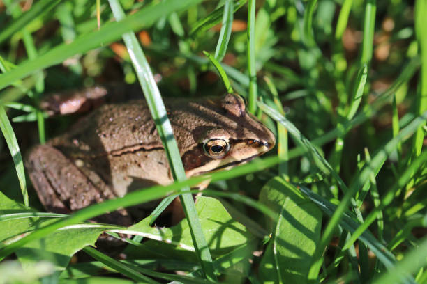 istock The frog is sitting in the grass. 1337430087