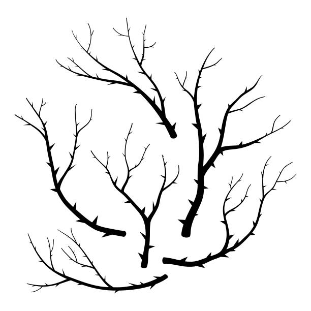 3,332 Thorn Tree Illustrations & Clip Art - iStock | Buffalo thorn tree