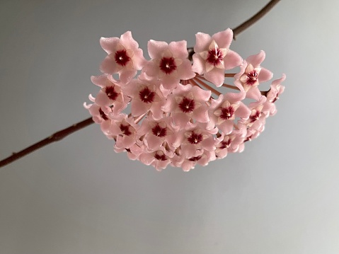 Hoya Plant - Bloom
