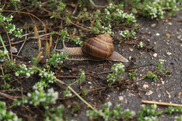 istock Snail in its natural habitat after rain 1337432052