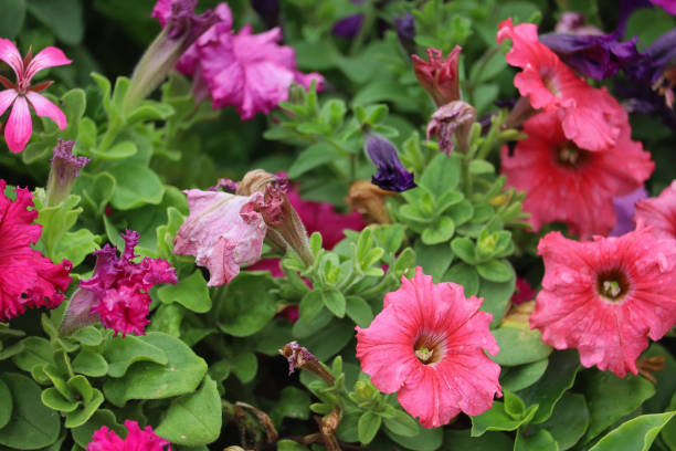istock A beautiful city flowerbed with flowers. Using green technologies to improve the quality of life 1337432073