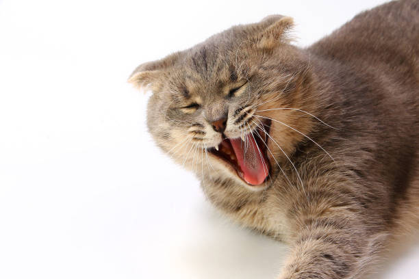 istock Muzzle of a fat Scottish Fold cat on a light background. Yawns lazily 1337432246