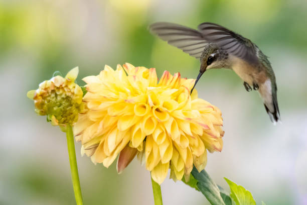 istock Hummingbird on flower 1337432498