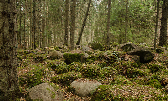Lots of rocks in the forest, overgrown with moss