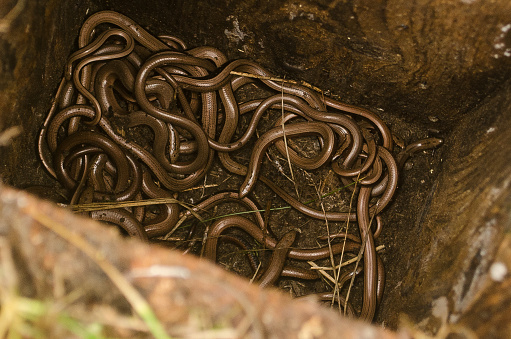 Many slow worms have fallen into the pit.