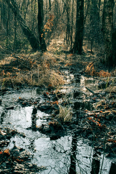 An image in cokor of a deep and gloomy swamp. Pictur taken in Harlanda Karn,, Gothenburg, Sweden.