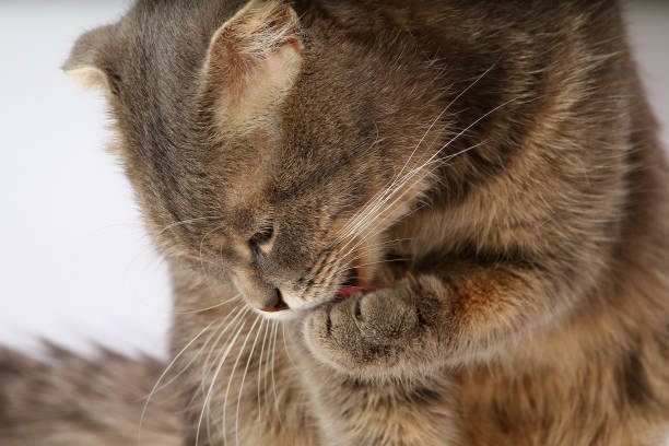 istock Muzzle of a fat Scottish Fold cat on a light background. Washes away 1337433526