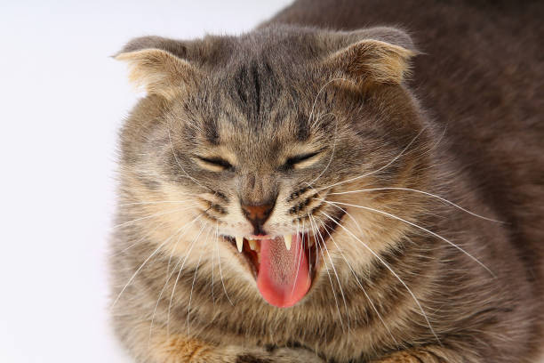 istock Muzzle of a fat Scottish Fold cat on a light background. Yawns lazily 1337433527