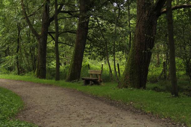 a bench between big trees along a path in a green forest in summer