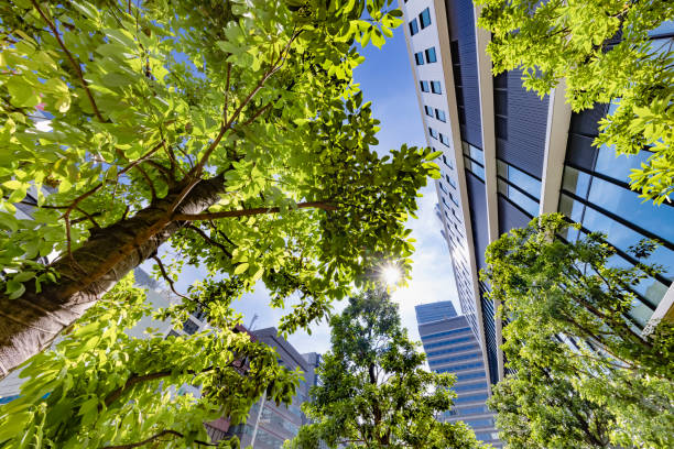 istock Tokyo buildings illuminated by the refreshing morning light 1337434847