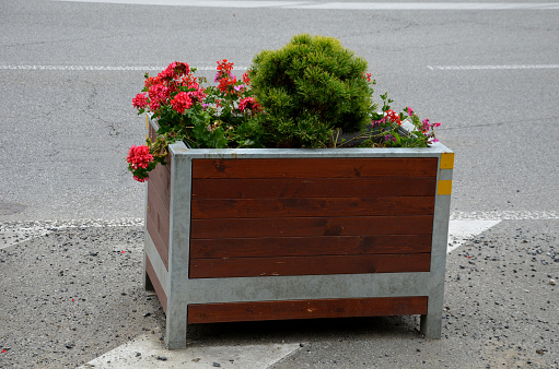 ornamental flower pots next to the road in the square. annual flowers and dwarf pines of a circular shape. square, cubic flowerpot made of material wood and metal, pinus, mugo, pelargonium, peltatum, zonale, wintergold