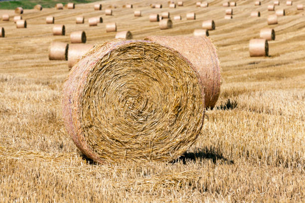 istock stacks of wheat straw were left after the wheat harvest 1337439986