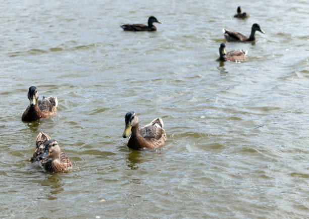 istock eastern europe with wild duck 1337440008