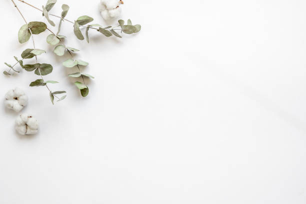 istock Flat lay with green eucalyptus branches and cotton flowers. Top view 1337440858