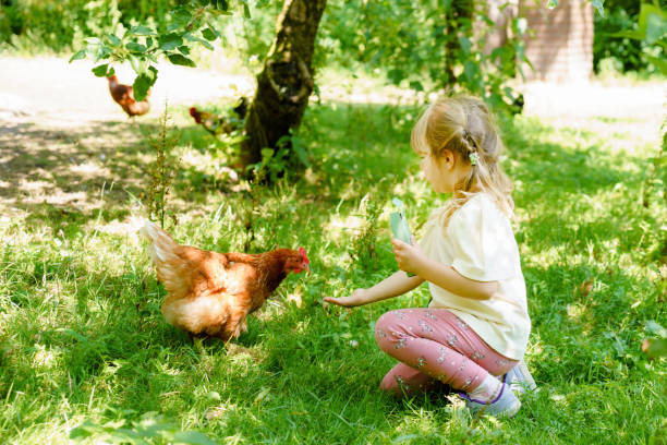 очаровательная милая дошкольница кормит курицу на дикой животноводной ферме. счастливый ребенок с домашними птицами в летний день. взволн� - school farm стоковые фото и изображения