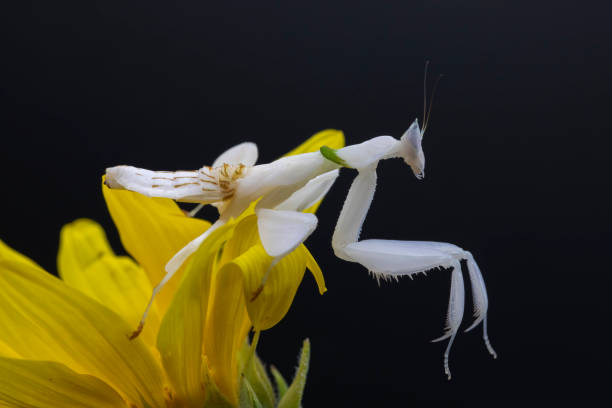 Orchid Praying Mantis A macro photograph of an asian orchid mantis, with outstretched raptorial arms orchid mantis stock pictures, royalty-free photos & images