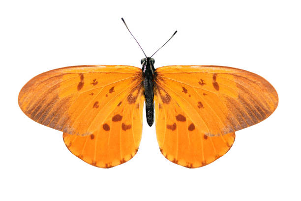 istock tropical orange butterfly. isolated on white background 1337442636