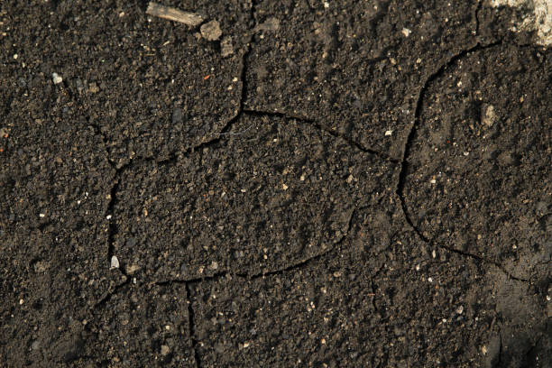 istock Texture surface of fertile black soil with cracks after drying. 1337443598