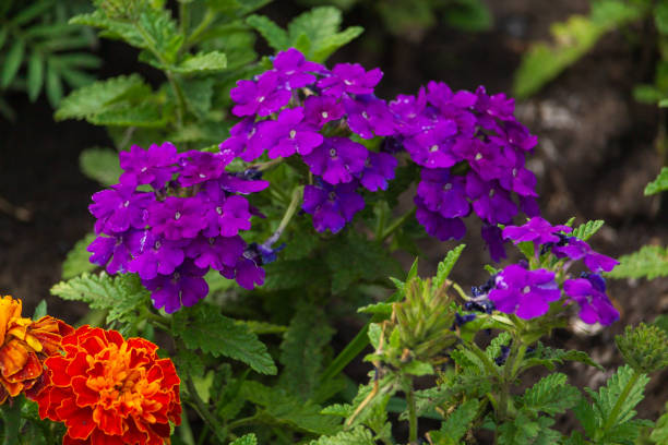 istock Blooming flower beds in the park in summer. Selective focus. 1337443663