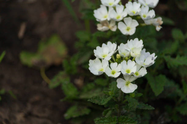 istock Blooming flower beds in the park in summer. Selective focus. 1337443665