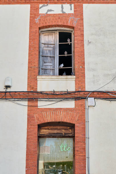 istock Pigeons in an old window 1337443874