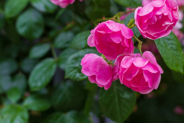istock Roses after rain in the garden. Selective focus. Blurred background. Copyspace 1337443947