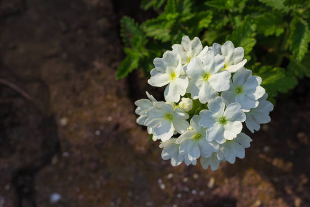 Decorative flowering shrub in a city park on a summer day. Background