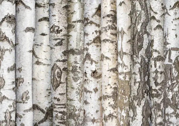 Photo of white birch trunks. background from trees.