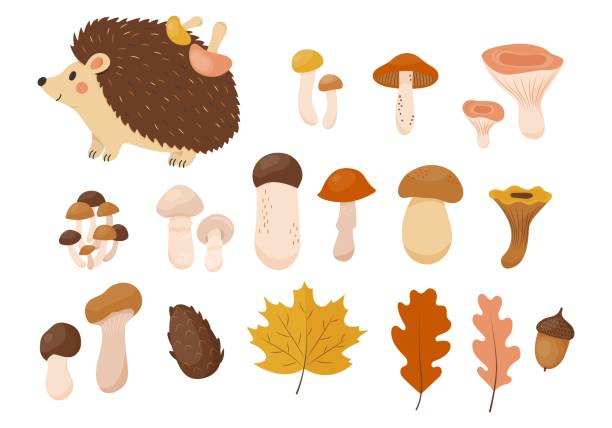 ilustrações de stock, clip art, desenhos animados e ícones de cozy autumn collection with hedgehog, leaves and mushrooms - autumn collection