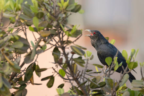 Asian Koel, Eudynamys scolopaceus Male calling, India Asian Koel, Eudynamys scolopaceus Male calling, India common cuckoo stock pictures, royalty-free photos & images