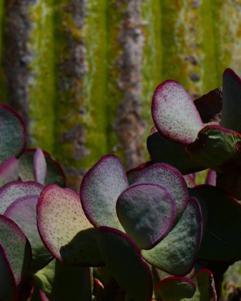 istock Crassula arboresens 1337445537