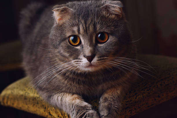 스코틀랜드 접이식 고양이는 의자에 누워 있습니다. 격 조 - domestic cat kitten scottish straight short hair 뉴스 사진 이미지