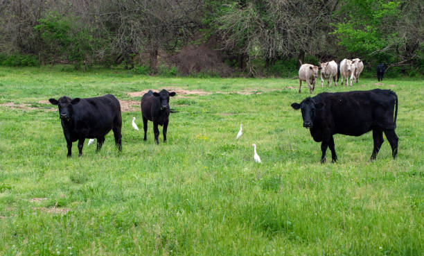 istock Cattle and egrets share the green pasture 1337449305