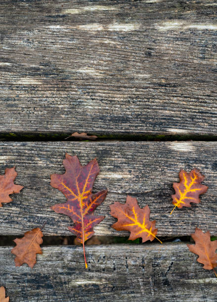 istock Autumn brown leaves on old wooden background 1337449893