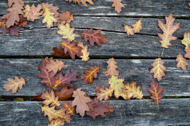 Autumn brown oak leaves on wooden background top view.