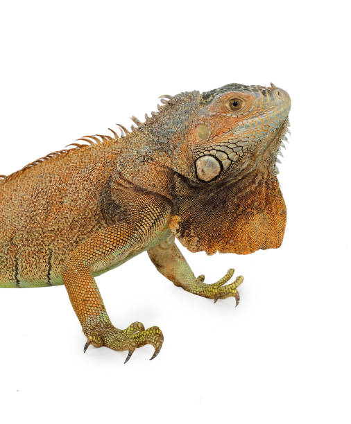 istock Colorful tropical  iguana  isolated on white background 1337450971
