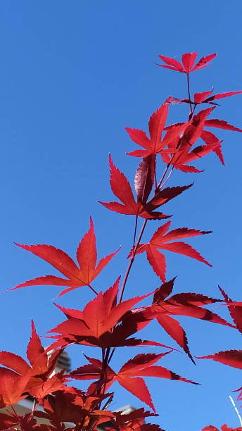 istock Maple Tree Red Leaves In Autumn blue Background 1337450973