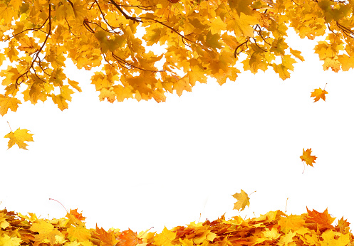 Beautiful yellow foliage. Falling leaves natural background.\nAutumn fall leaves on white background
