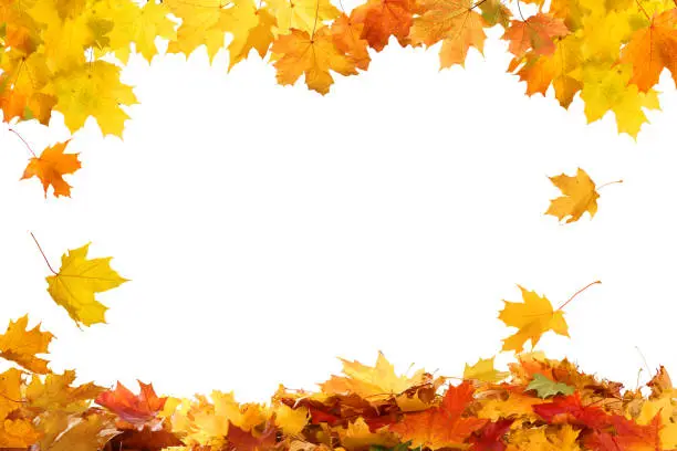 Photo of Beautiful yellow,red,orange foliage. Natural background. Border frame of colorful  leaves. Vibrant fall colors.Autumn falling leaves isolated on white background.