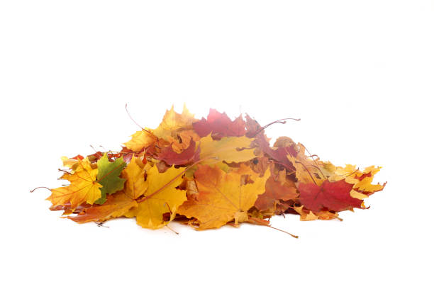 istock Pile of autumn maple colored leaves isolated on white background. 1337451699