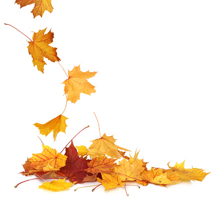 Pila de hojas de color otoñal aisladas sobre fondo blanco. Un montón de hoja seca de arce diferente. Colores rojos y coloridos del follaje en la temporada de otoño photo