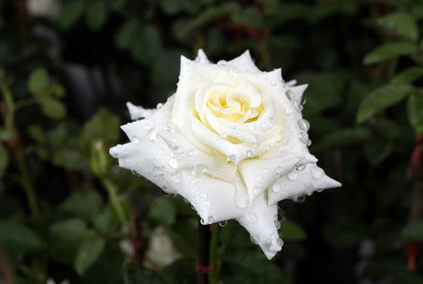 istock White rose flower with buds in roses garden. 1337451819