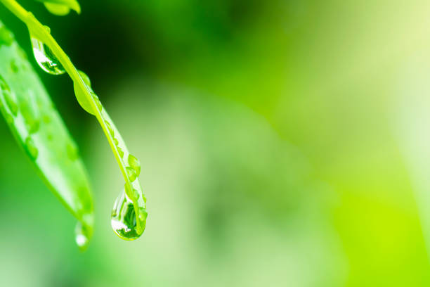 istock purity nature background, water drops on leaf 1337453815