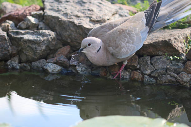istock Eurasian collared dove  drinks water from a garden pond. 1337455254